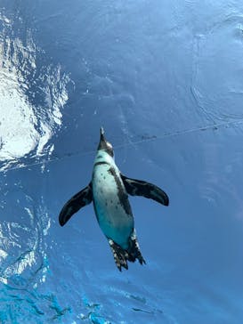 サンシャイン水族館に投稿された画像（2021/11/22）