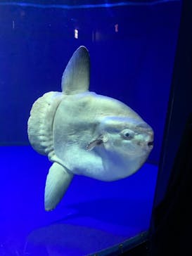 サンシャイン水族館に投稿された画像（2021/11/22）