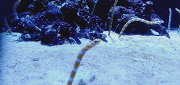 マクセル アクアパーク品川に投稿された画像（2021/11/22）