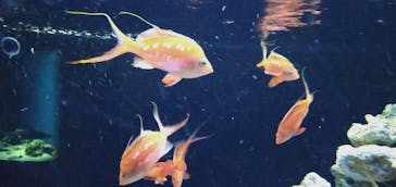 マクセル アクアパーク品川に投稿された画像（2021/11/22）