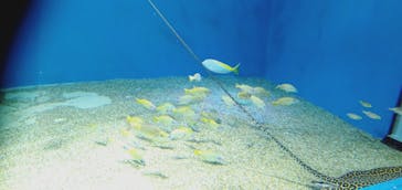 マクセル アクアパーク品川に投稿された画像（2021/11/22）