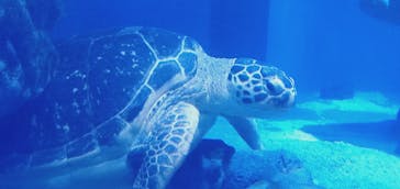 マクセル アクアパーク品川に投稿された画像（2021/11/22）