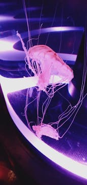 マクセル アクアパーク品川に投稿された画像（2021/11/22）