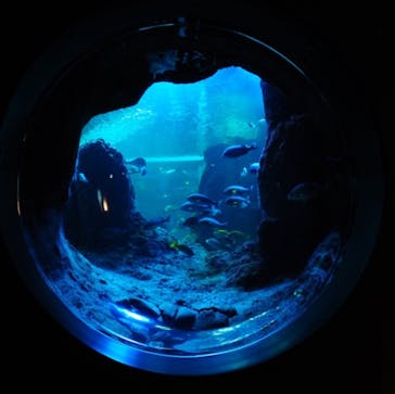 新江ノ島水族館に投稿された画像（2021/11/22）