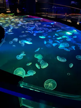 すみだ水族館に投稿された画像（2021/11/22）