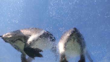 下田海中水族館に投稿された画像（2021/11/20）