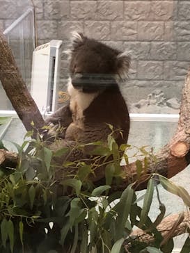 淡路ファームパーク イングランドの丘に投稿された画像（2021/11/22）