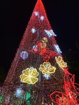 美らヤシパークオキナワ・東南植物楽園に投稿された画像（2021/11/22）