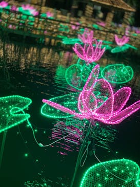 美らヤシパークオキナワ・東南植物楽園に投稿された画像（2021/11/22）