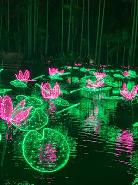 美らヤシパークオキナワ・東南植物楽園に投稿された画像（2021/11/22）