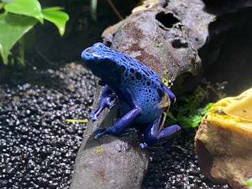 カワスイ 川崎⽔族館に投稿された画像（2021/11/22）