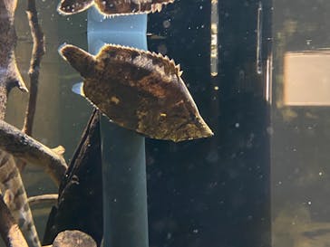 カワスイ 川崎⽔族館に投稿された画像（2021/11/22）