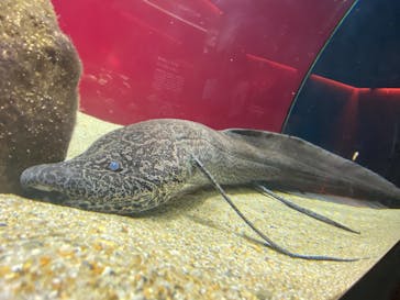 カワスイ 川崎⽔族館に投稿された画像（2021/11/22）