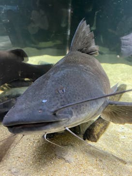 カワスイ 川崎⽔族館に投稿された画像（2021/11/22）