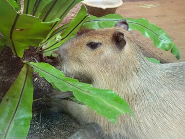 カワスイ 川崎⽔族館に投稿された画像（2021/11/22）