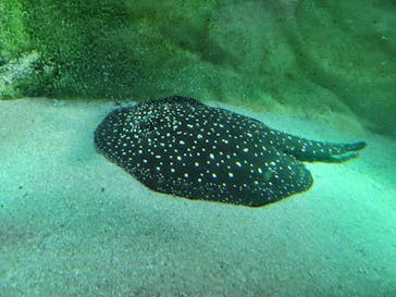 カワスイ 川崎⽔族館に投稿された画像（2021/11/22）