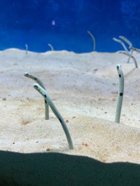 大分マリーンパレス水族館 「うみたまご」に投稿された画像（2021/11/22）