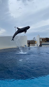 大分マリーンパレス水族館 「うみたまご」に投稿された画像（2021/11/22）