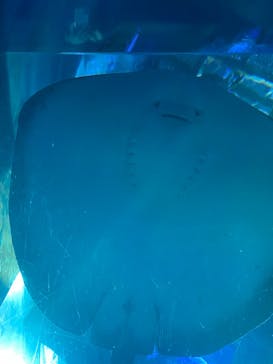 大分マリーンパレス水族館 「うみたまご」に投稿された画像（2021/11/22）