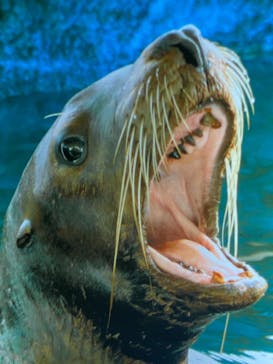 大分マリーンパレス水族館 「うみたまご」に投稿された画像（2021/11/22）