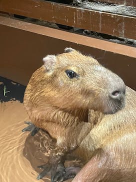 Moff animal world MARK IS みなとみらい店に投稿された画像（2021/11/22）