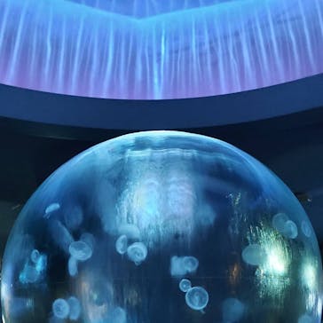 新江ノ島水族館に投稿された画像（2021/11/23）