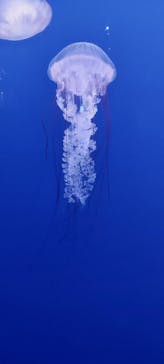 新江ノ島水族館に投稿された画像（2021/11/23）