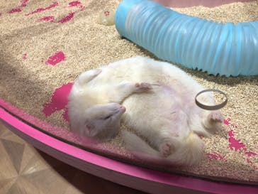 原宿かわいい動物園に投稿された画像（2021/11/23）