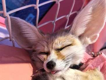 原宿かわいい動物園に投稿された画像（2021/11/23）