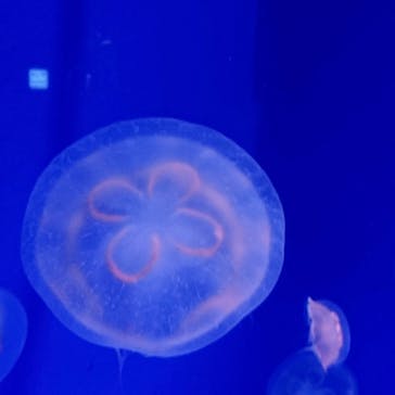 新江ノ島水族館に投稿された画像（2021/11/23）