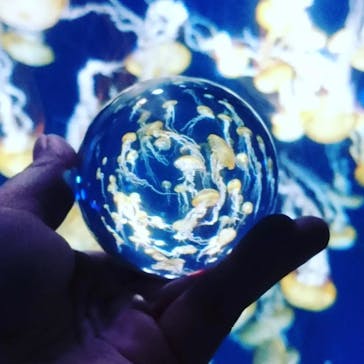 新江ノ島水族館に投稿された画像（2021/11/23）