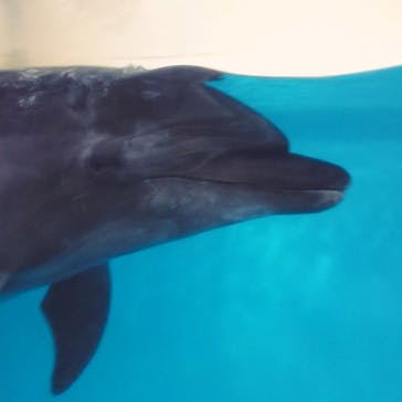 新江ノ島水族館に投稿された画像（2021/11/23）