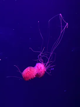 すみだ水族館に投稿された画像（2021/11/23）