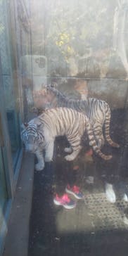 伊豆アニマルキングダムに投稿された画像（2021/11/23）