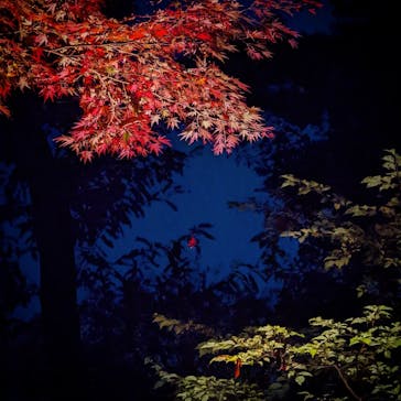 江戸東京たてもの園に投稿された画像（2021/11/23）