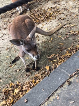 東武動物公園に投稿された画像（2021/11/23）