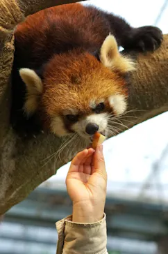 神戸どうぶつ王国に投稿された画像（2021/11/23）