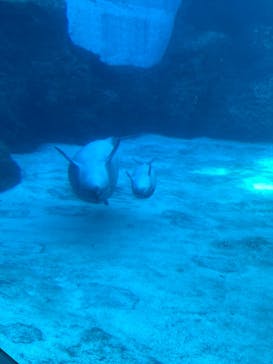 名古屋港水族館に投稿された画像（2021/11/23）