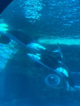 名古屋港水族館に投稿された画像（2021/11/23）