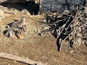 群馬サファリパークに投稿された画像（2021/11/23）