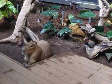 カワスイ 川崎⽔族館に投稿された画像（2021/11/23）