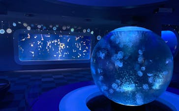 新江ノ島水族館に投稿された画像（2021/11/23）