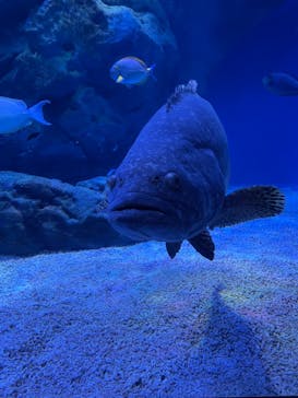 マクセル アクアパーク品川に投稿された画像（2021/11/23）