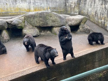 奥飛騨クマ牧場に投稿された画像（2021/11/23）