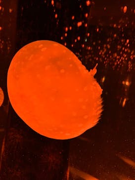 マクセル アクアパーク品川に投稿された画像（2021/11/23）