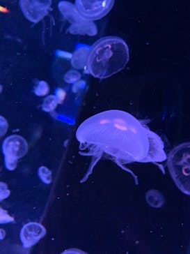 マクセル アクアパーク品川に投稿された画像（2021/11/23）