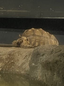 マクセル アクアパーク品川に投稿された画像（2021/11/23）