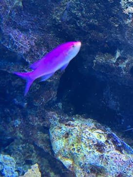 マクセル アクアパーク品川に投稿された画像（2021/11/23）