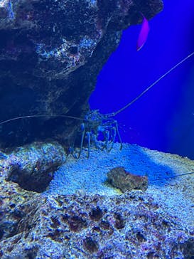 マクセル アクアパーク品川に投稿された画像（2021/11/23）