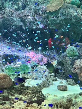 マクセル アクアパーク品川に投稿された画像（2021/11/23）